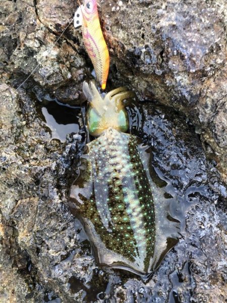 2022 佐渡ヶ島エギング 12回目